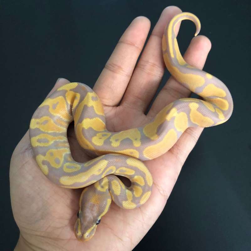 Banana Het Pied