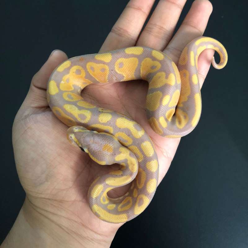 Banana Het Pied