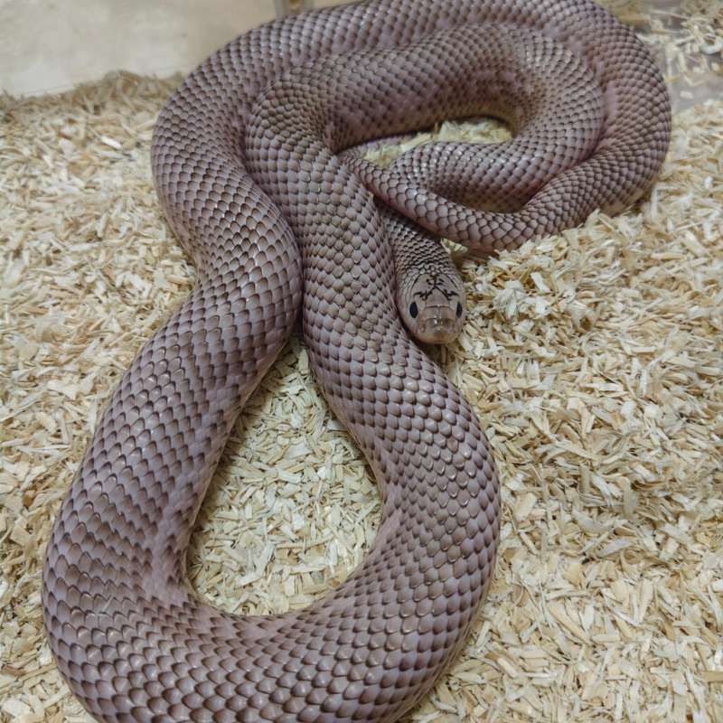 Kingsnake Brooks Whiteside