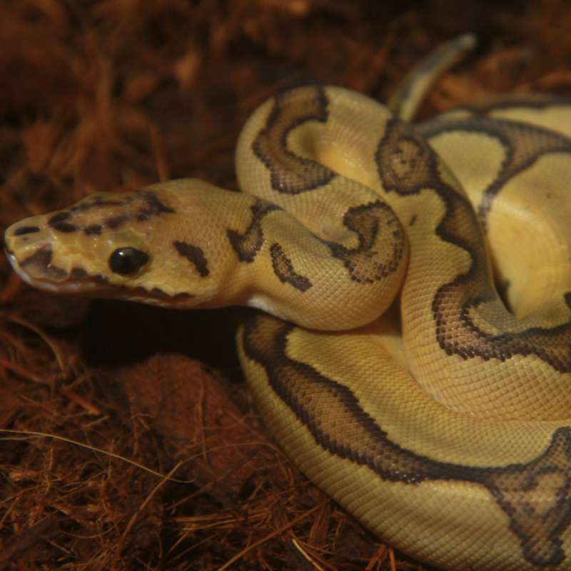 F Enchi Vanilla poss Redstripe Clown