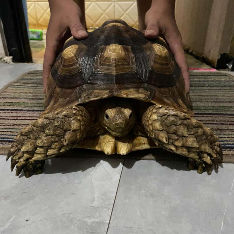 Sulcata size 37 Sehat Makan rakus