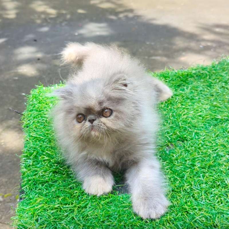 Kitten persia longhair