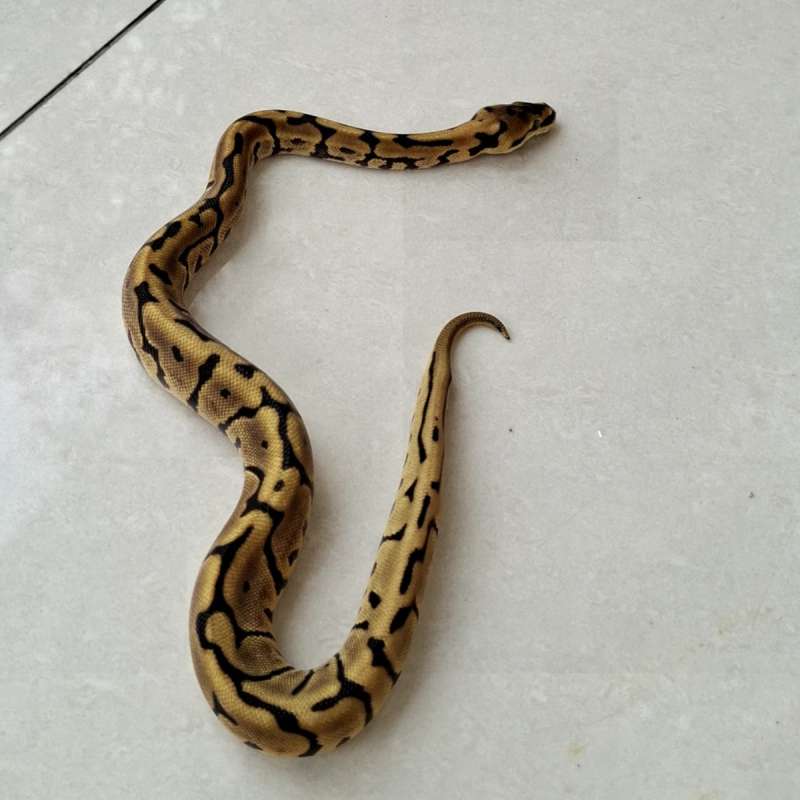Ball Python Spider Fire Leopard YB Poss Enchi