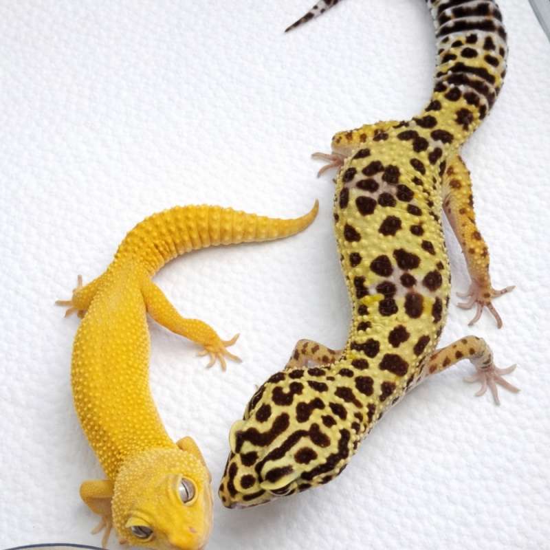Gecko 1 Pasang