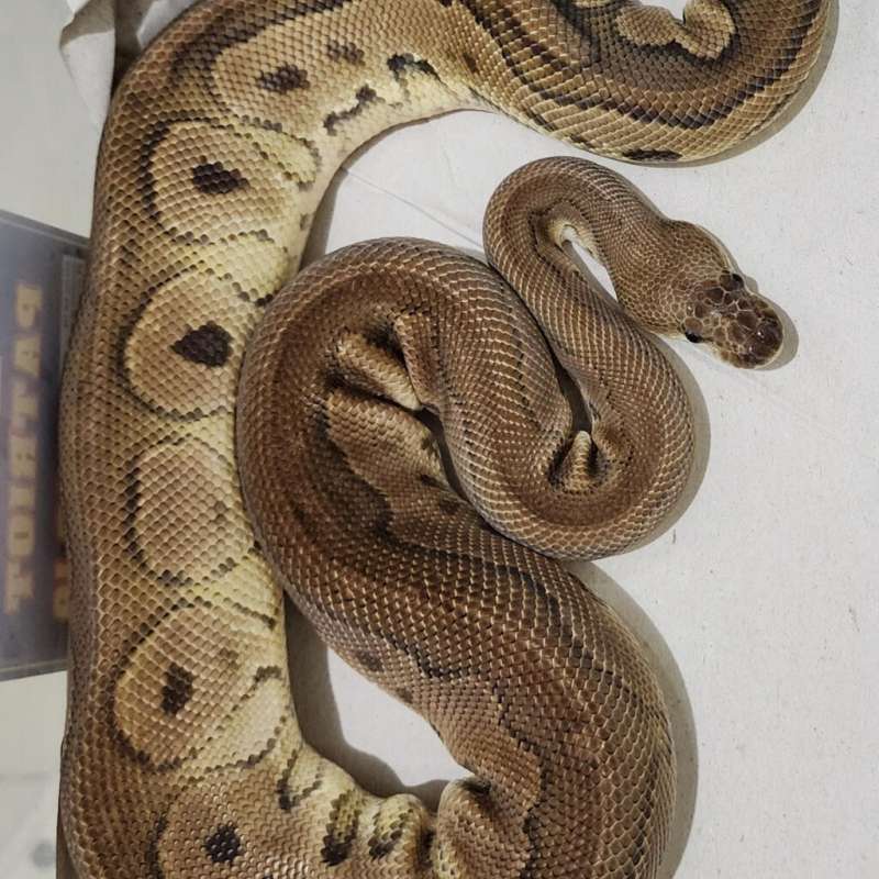 Redstripe Cinnamon Clown Male