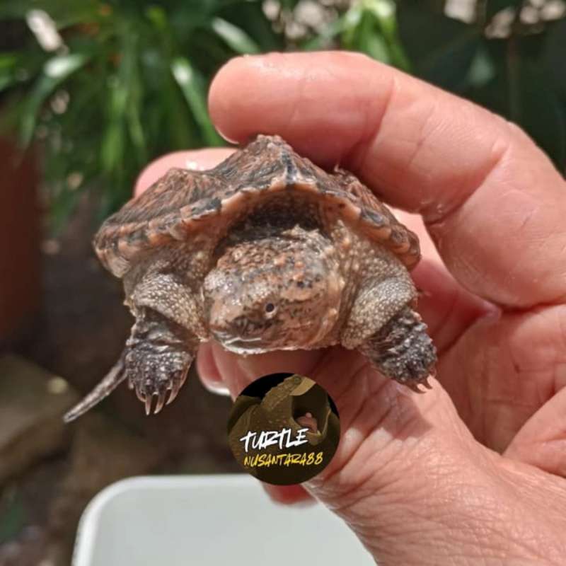 KURA CST / Common snaping Turtle baby up