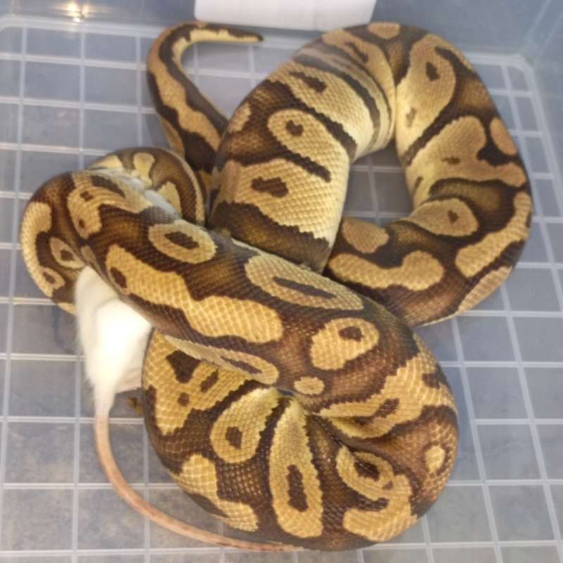 0.1 pastel het clown proven