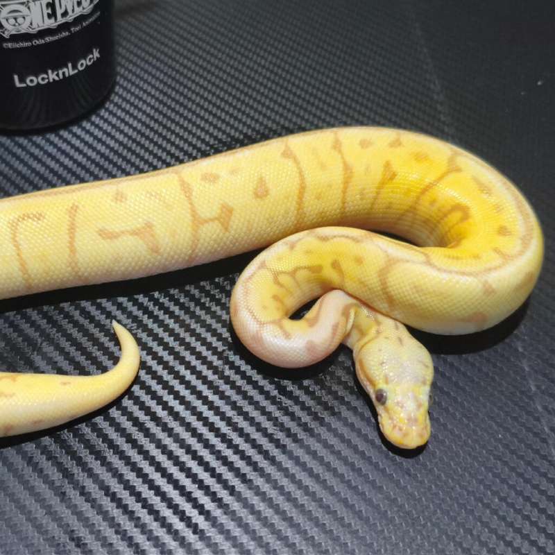 Ball python banana leo bumblebee
