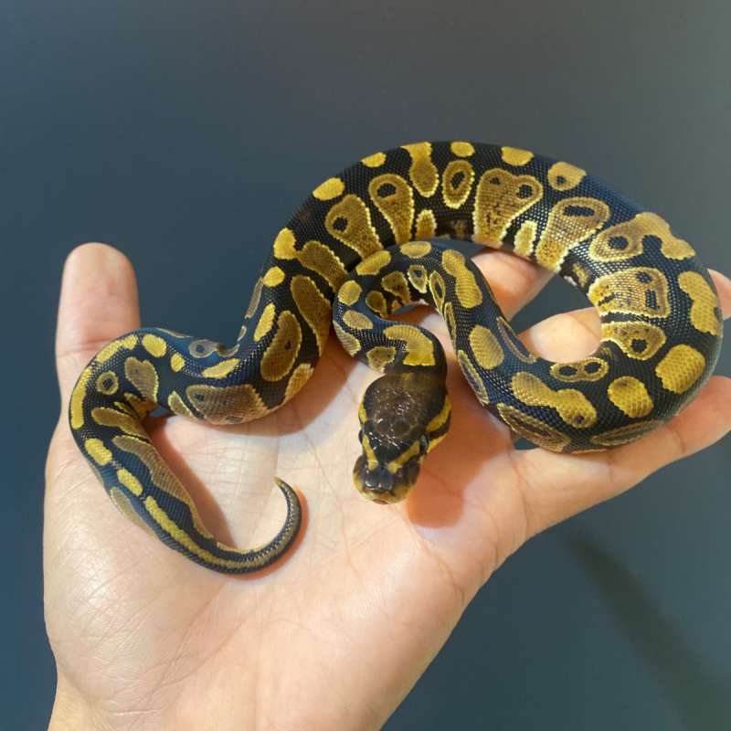 F - Normal het DG ph 66% Clown