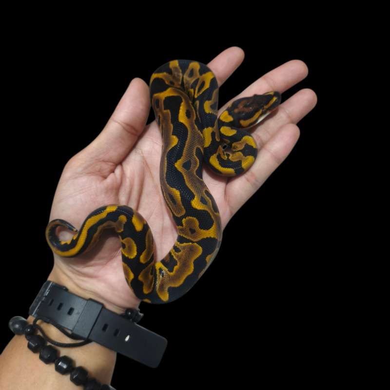 Male Leo YB/Gravel Het CLown