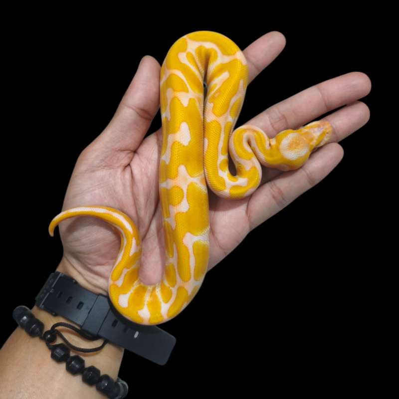 Female Enchi Lavender