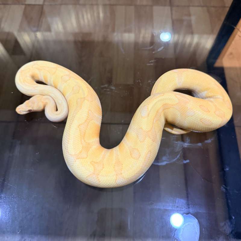 Enchi lavender het clown