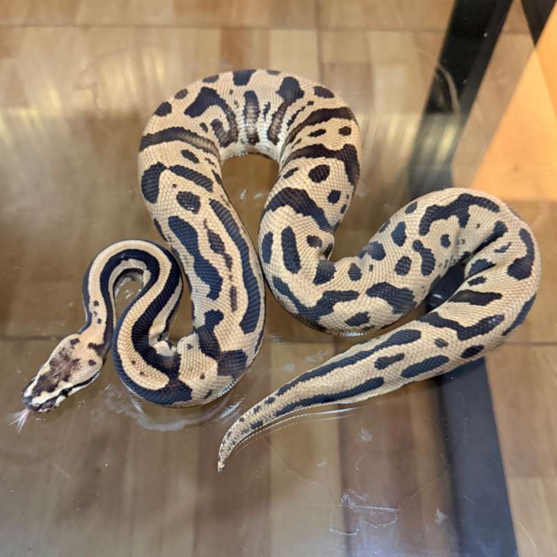 Confusion fire leopard poss het clown