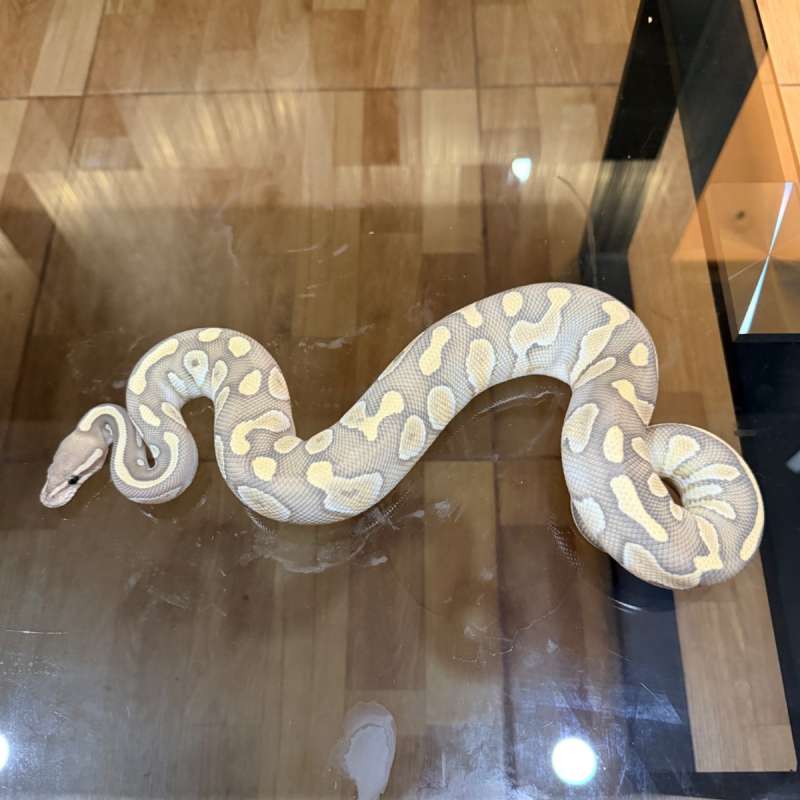 Chocolate lesser hypo