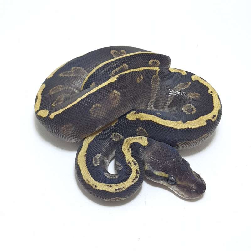 MOJAVE GHI HET HYPO
