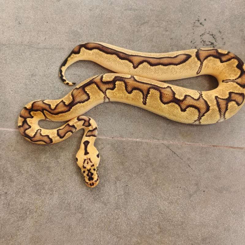 (F) Enchi Pastel Clown ph Albino