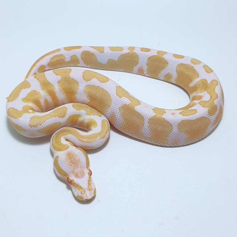 ALBINO HET PIED