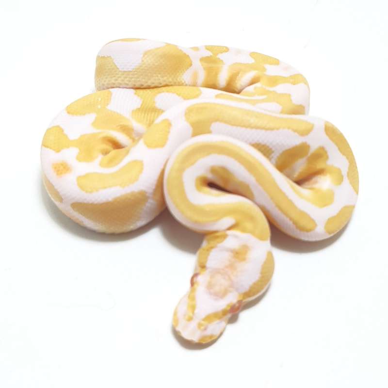 ALBINO HET PIED
