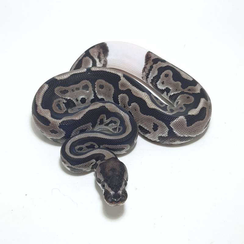 AXANTHIC LEOPARD HET PIED RINGER (TSK)