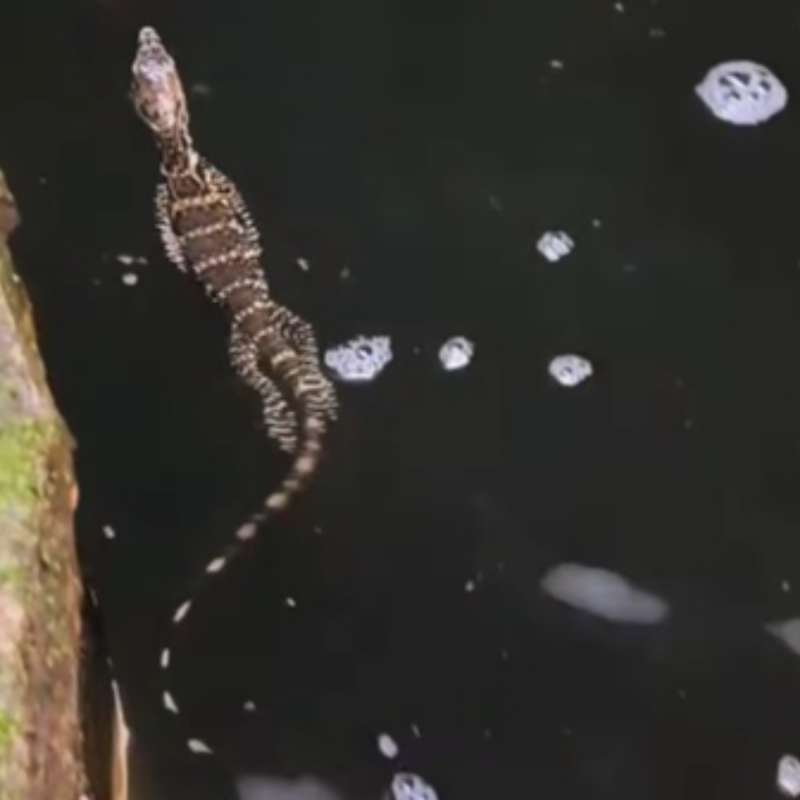 Varanus Salvator usia -/+ 3 Bulan