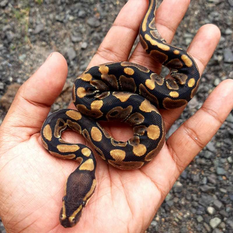 Ball Python Normal
