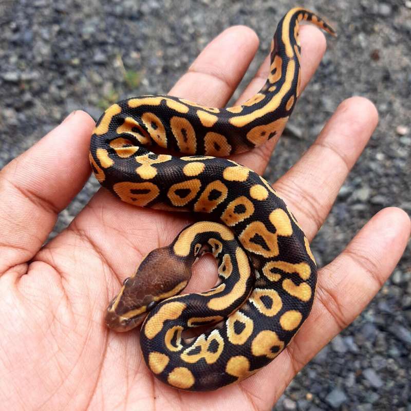 Ball Python Phantom Pastel