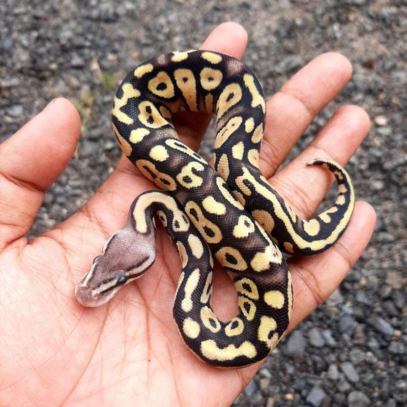 Ball Python Pastel