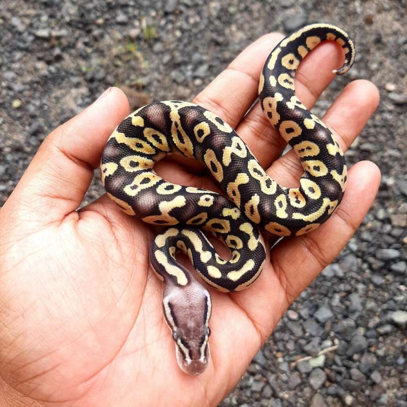 Ball Python Pastel