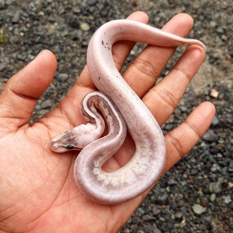 Ball Python Phantom Super Pastel Cinnamon