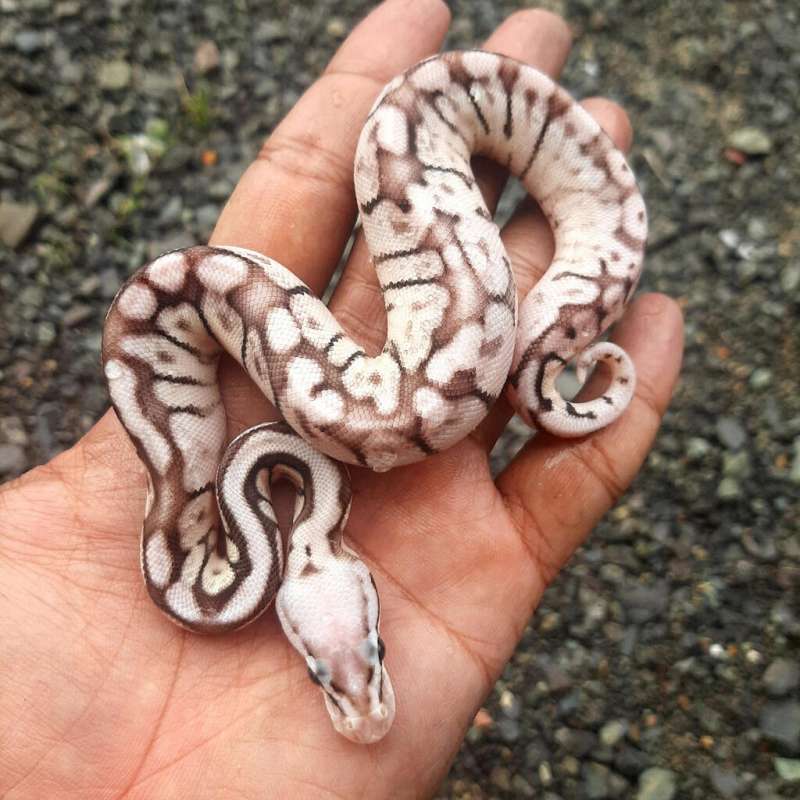 Ball Python Pewter Bee (Cinnamon Pastel Spider)