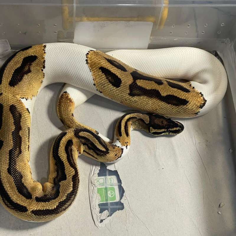 (PROVEN) ORANGE DREAM PIED