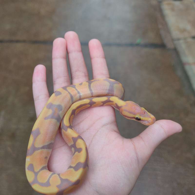 Banana Enchi