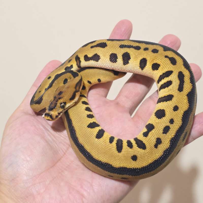 Male Spotnose Leopard Clown (Batman)