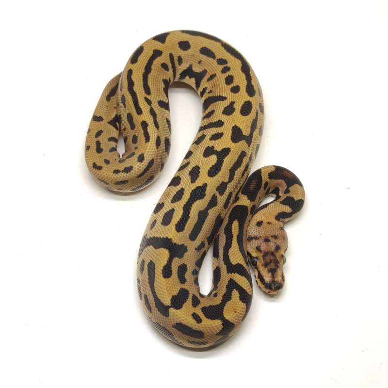 BP PREMIUM Female - Confusion Enchi Leopard het GRAIL
