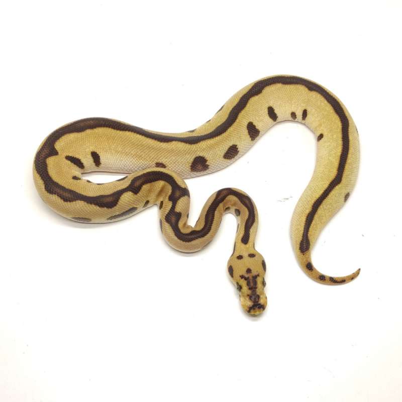 BP Female MEWAH - ENCHI BATMAN HET LAVENDER