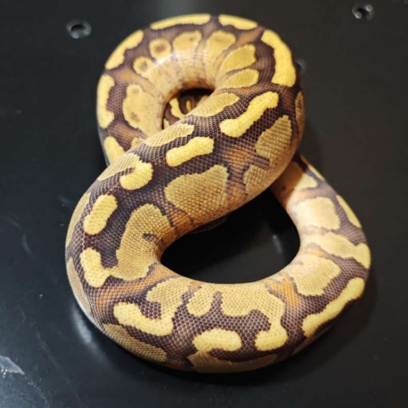 Ball Python Enchi Yellow Belly ph DG