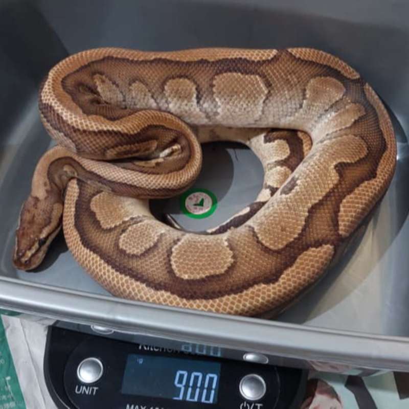 [Proven] M Fire Red Stripe het Clown