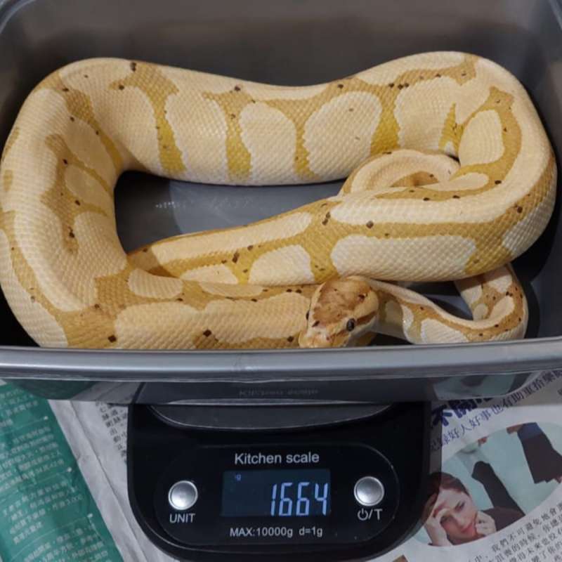 [Proven] Female Maker Banana Enchi het Clown