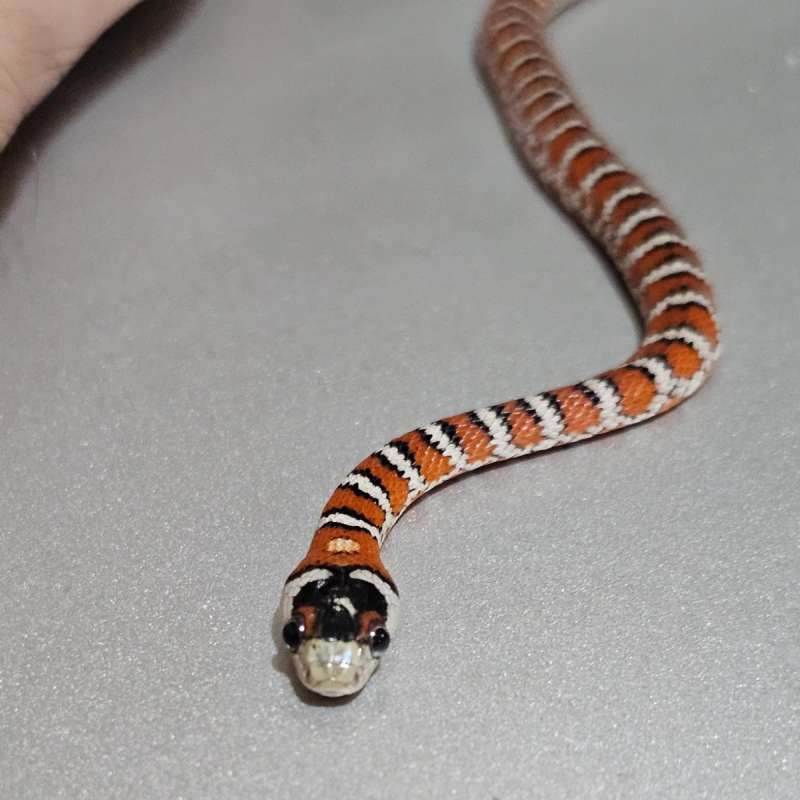 Arizona Mountain Kingsnake/Pyromelana Knoblochi