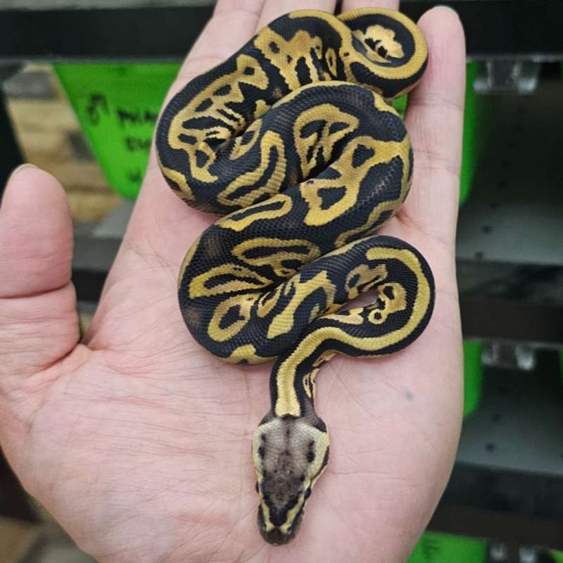 LEOPARD PASTEL DOUBLE HET CLOWN HYPO