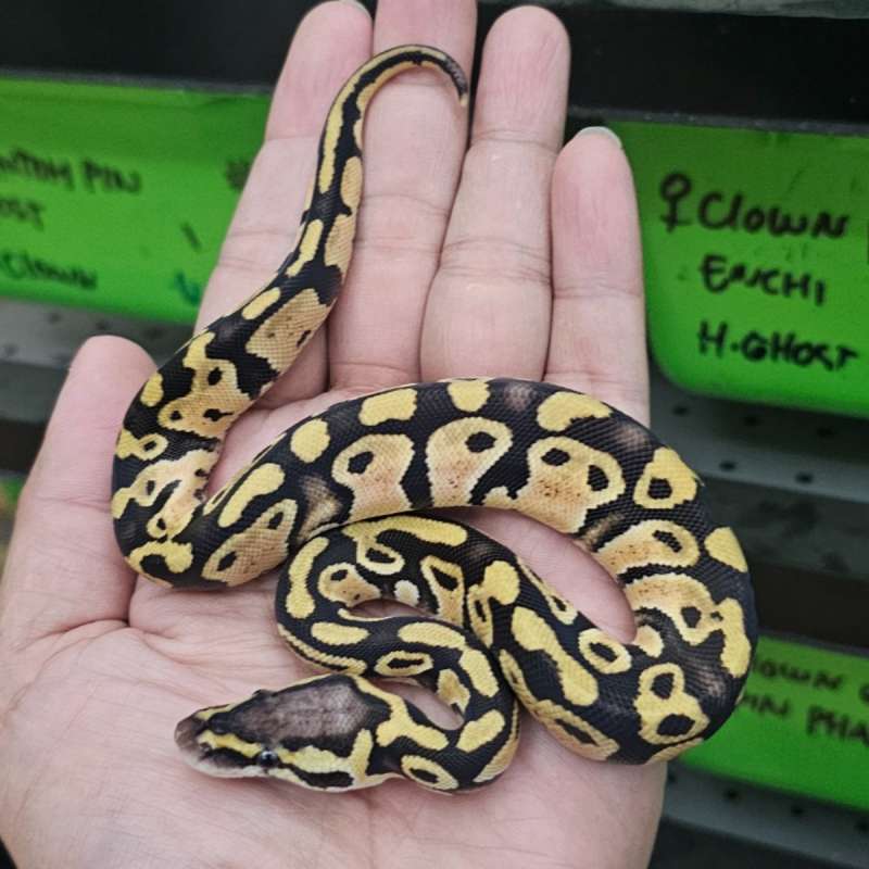 PASTEL DOUBLE HET PIED LAVENDER POSS HET CLOWN