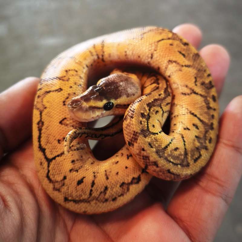 Ball Python Pastel Pinstripes (Lemonblast)
