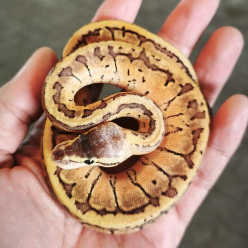 Ball Python Pastel Pinstripes (Lemonblast) - B