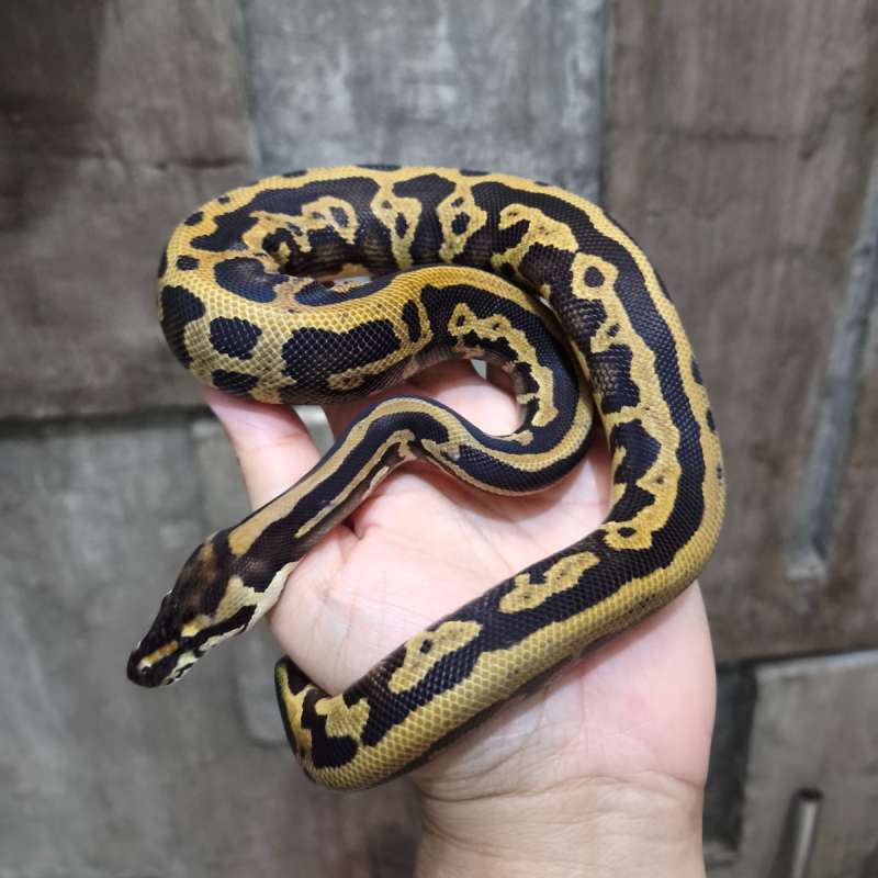 Leopard Confusion pos Mocha