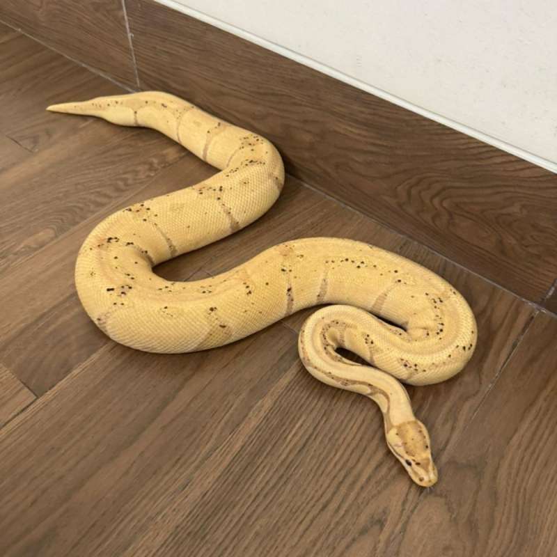 F Banana Enchi Pastel Het Clown (Proven)