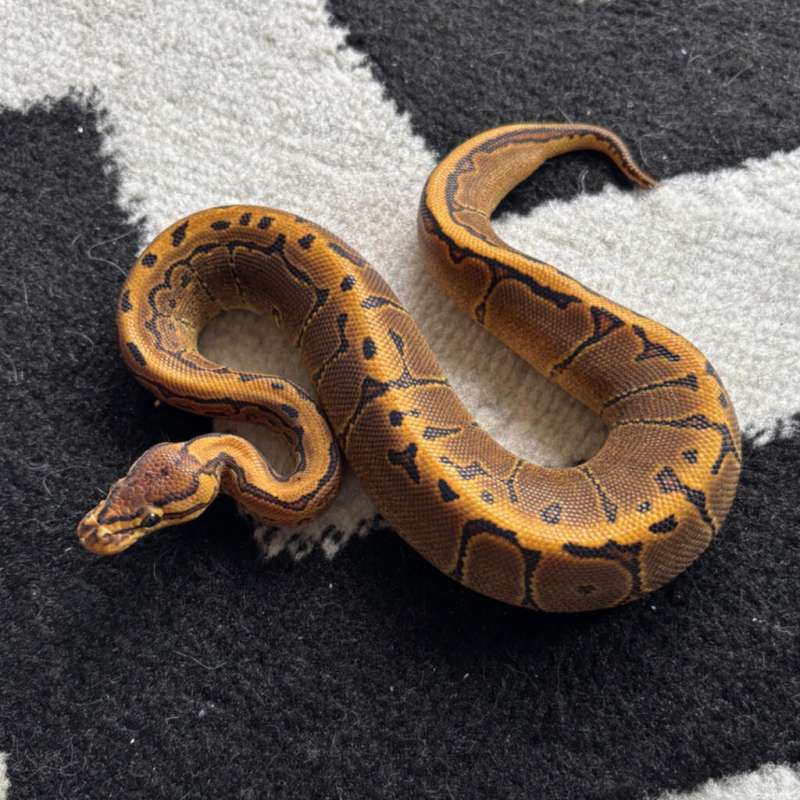 Pinstripe Yellow Belly - M