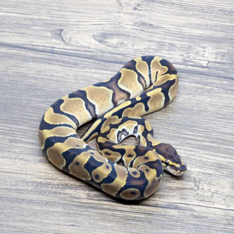 ENCHI YELLOW DOUBLE HET PIED CLOWN