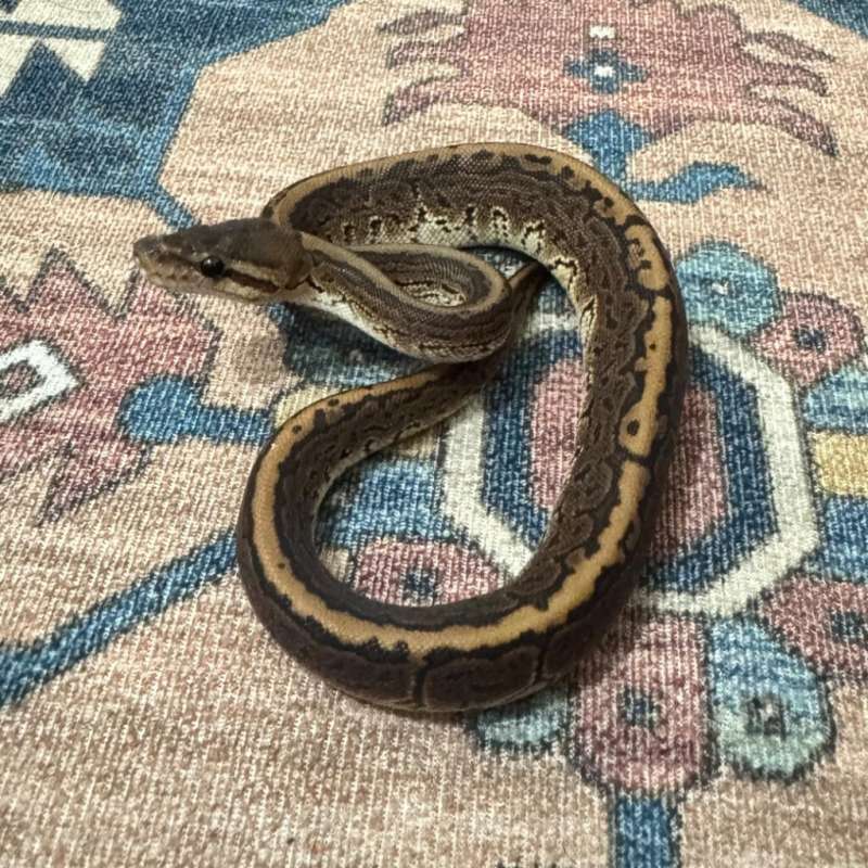 Black Pastel Pinstripe Het Albino