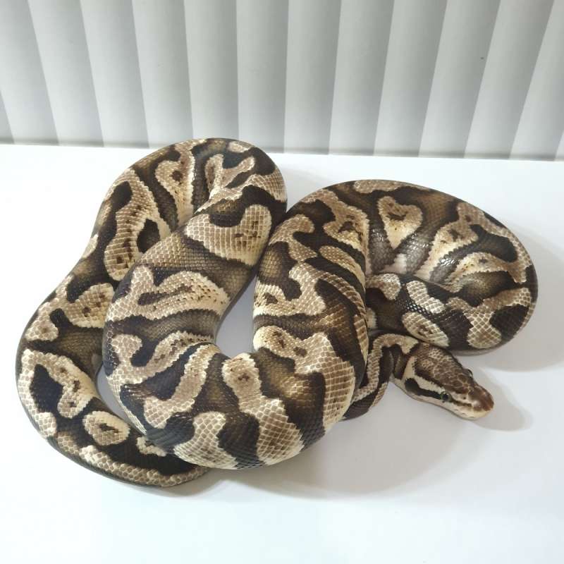 GHI PASTEL HET HYPO PROOVEN