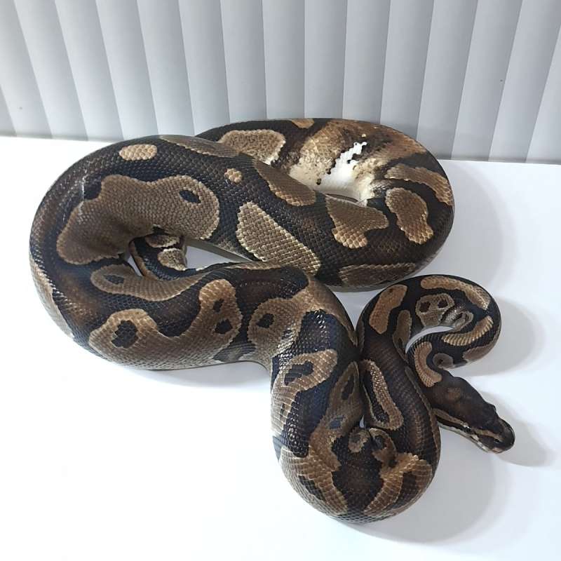 DOUBLE HET AXANTHIC PIED PROOVEN (TSK)